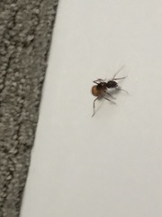 Camponotus semitestaceus