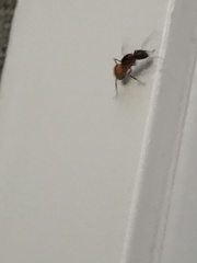 Camponotus semitestaceus