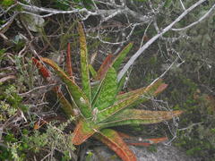 Gasteria acinacifolia