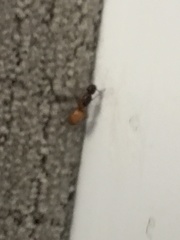 Camponotus semitestaceus