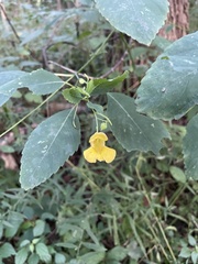 Impatiens pallida