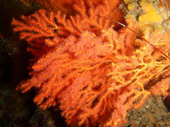 Melithaea rubra