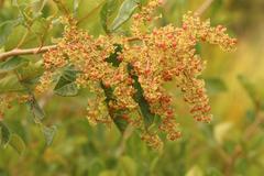 Searsia laevigata laevigata