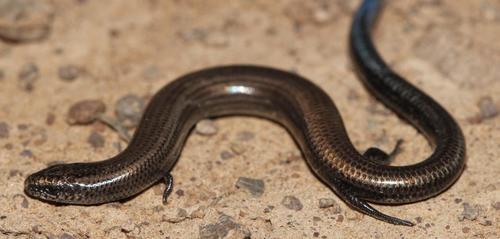 Peters'Burrowing Skink, Scelotes caffer