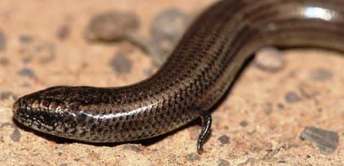 Scelotes caffer