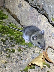 Peromyscus maniculatus gracilis