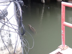 Varanus salvator macromaculatus