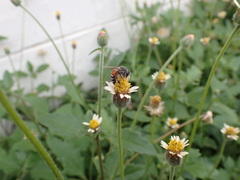 Apis florea