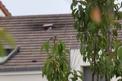 Carduelis carduelis