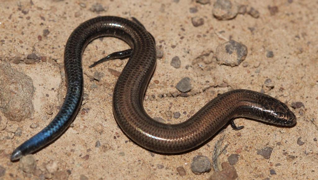 Cape Dwarf Burrowing Skink