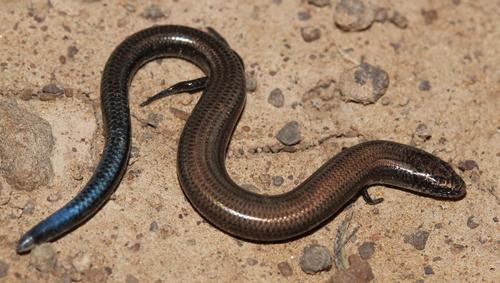 Cape Dwarf Burrowing Skink
