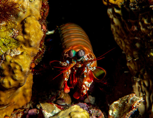 Peacock Mantis Shrimp