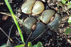 Lithops lesliei lesliei