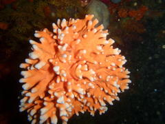 Stylaster nobilis
