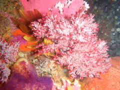 Stylaster nobilis
