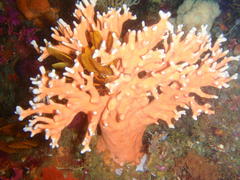 Stylaster nobilis
