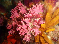 Stylaster nobilis