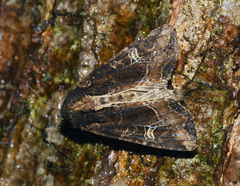 Helotropha reniformis