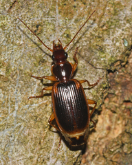 Cymindis limbata