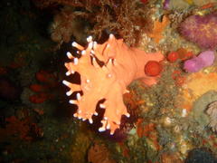 Stylaster nobilis