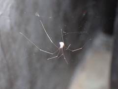 Pholcidae
