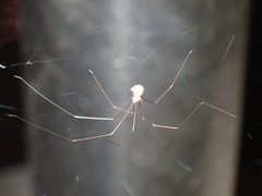 Pholcidae