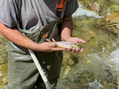 Salmo farioides