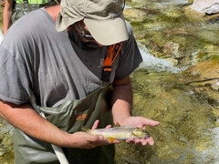 Salmo farioides