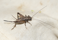 Allonemobius griseus