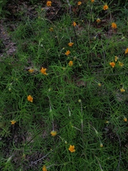 Melampodium linearilobum