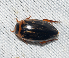 Coptotomus longulus