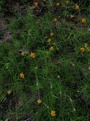 Melampodium linearilobum