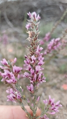 Amphithalea ericifolia erecta