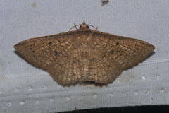 Striglina duplicifimbria