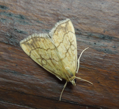 Evergestis pallidata