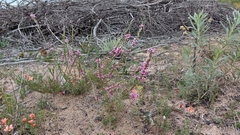 Amphithalea ericifolia erecta