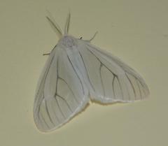 Cimola opalina
