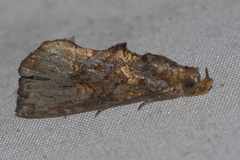Plusiodonta coelonota