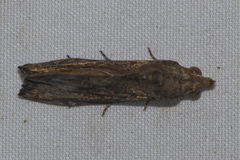 Plusiodonta coelonota
