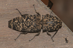 Cryptalaus sordidus