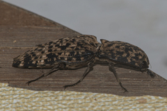 Cryptalaus sordidus