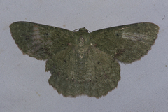 Herochroma cristata