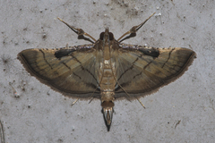 Marasmia