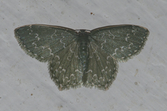 Racotis boarmiaria