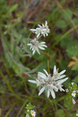Leontopodium ochroleucum