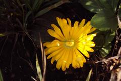 Lithops lesliei lesliei