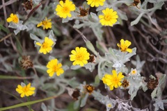 Thymophylla micropoides