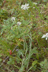 Leontopodium ochroleucum