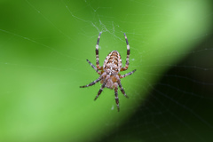 Araneus diadematus