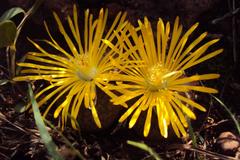 Lithops lesliei lesliei